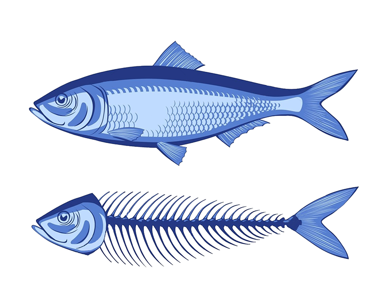 Herring and skeleton illustration